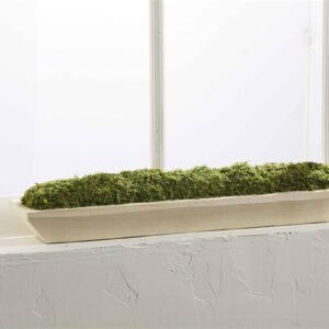 Preserved Moss Tray