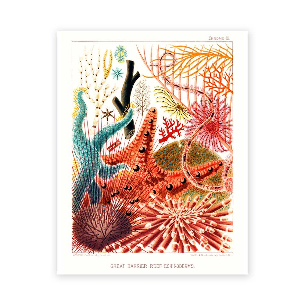 BarrierReef2ArtPrint02.jpg Barrier Reef {multiple styles} | 11" x 14" Art Print - Image 4